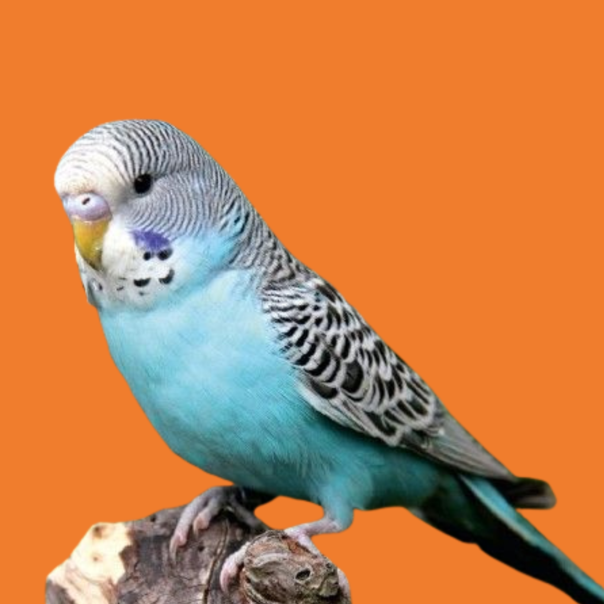 Aves