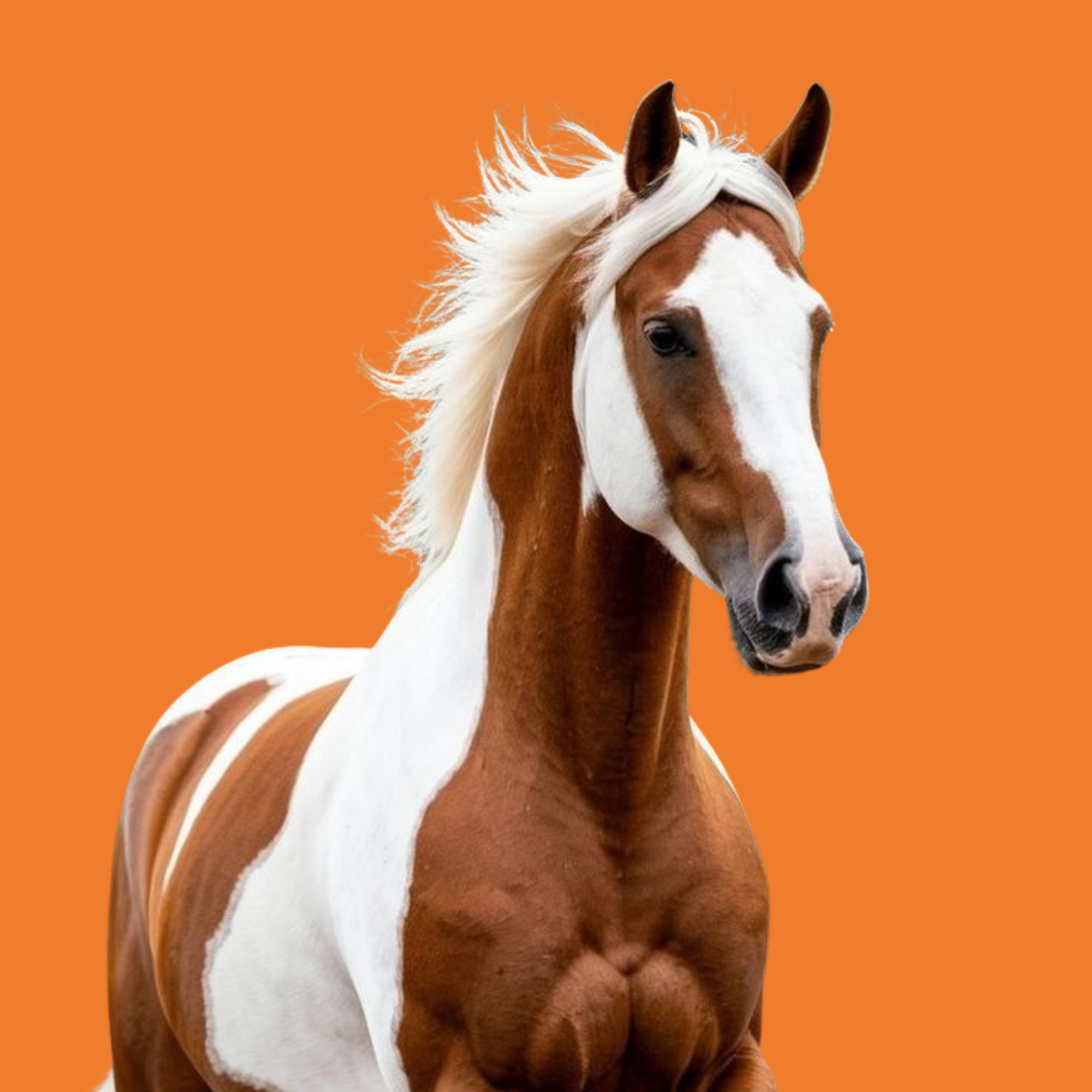 Caballos