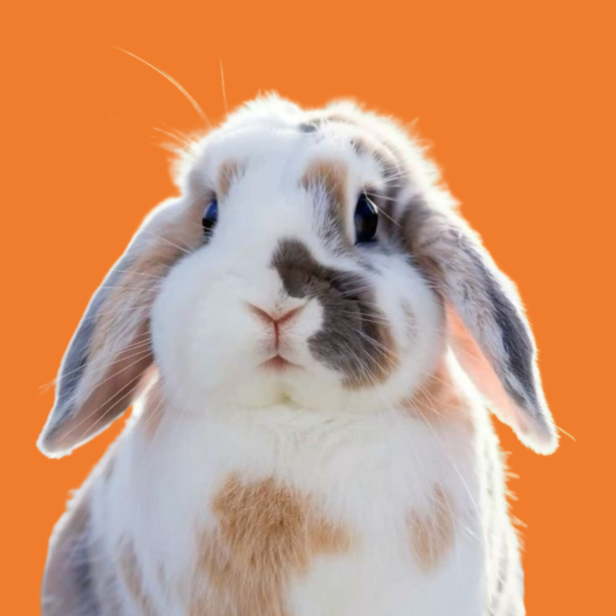 Conejos
