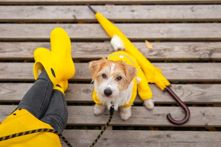 Guía de paseo para tu mascota
