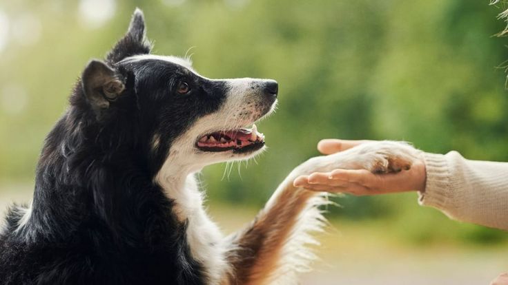 Tips para entrenar a tu cachorro